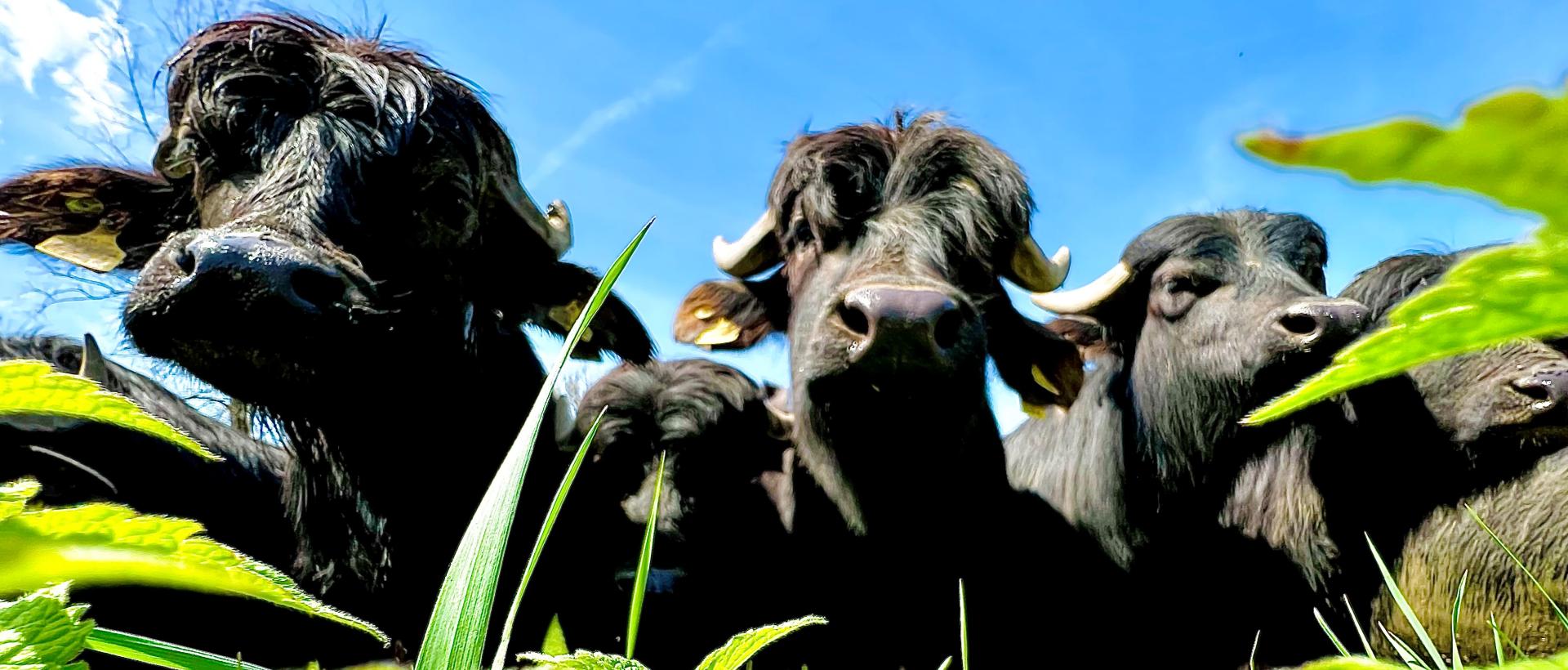 Bufflones du Val-de-Travers