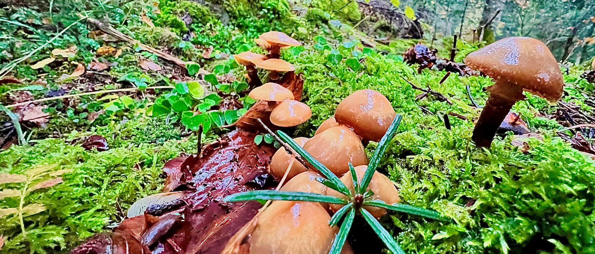 Nature land