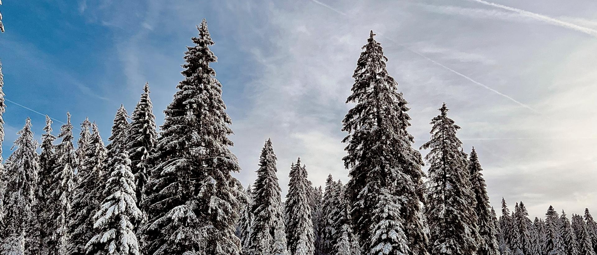 Beauté hivernale