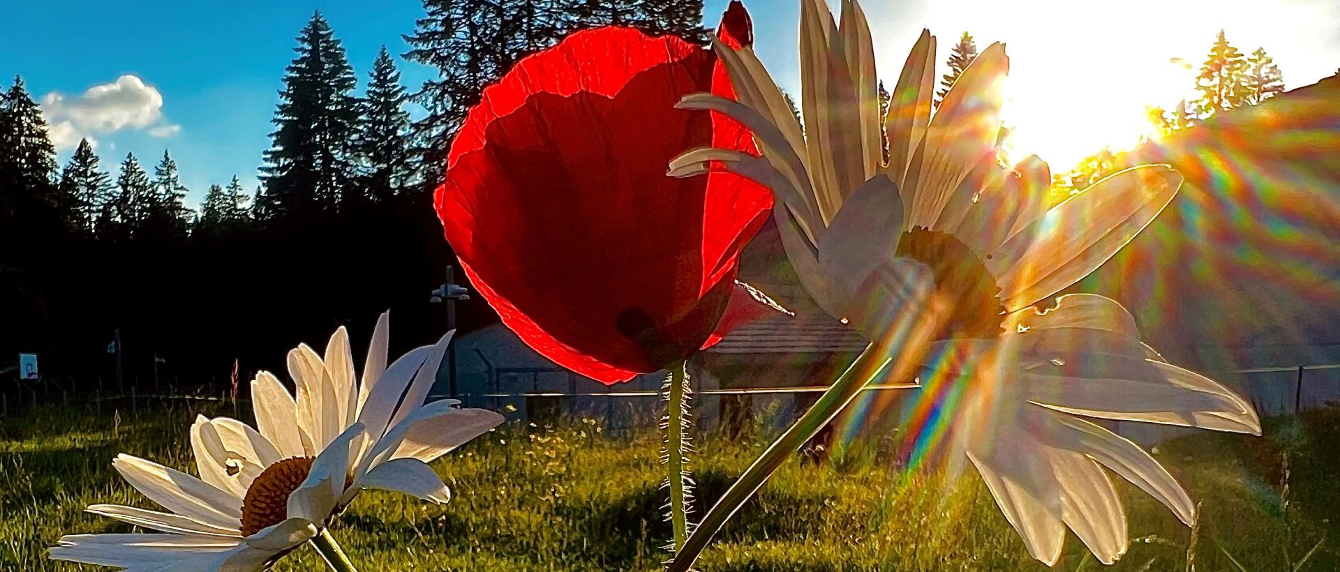 Marguerites et Coquelicot