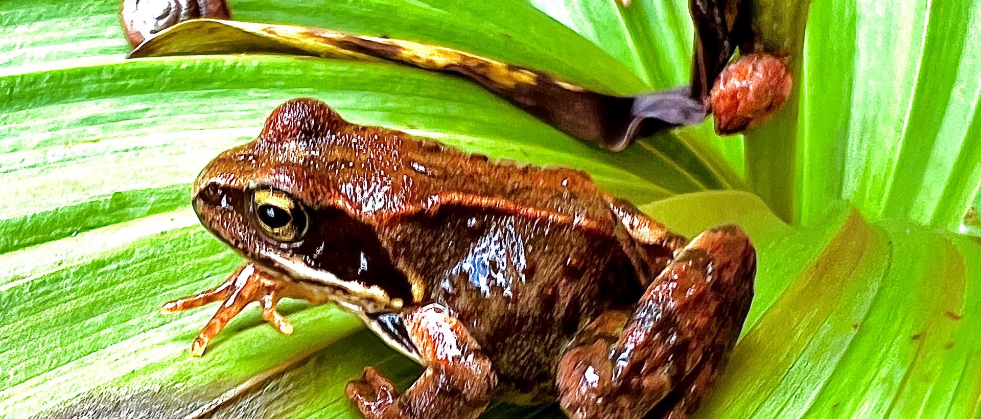 Grenouille rousse sur sa feuille de Gentianne