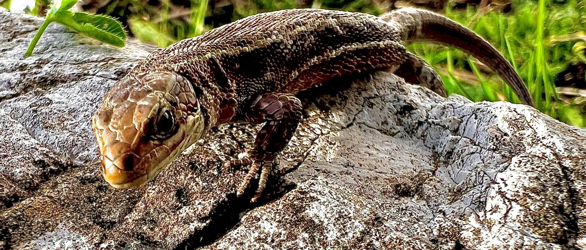 Lézard des montagnes