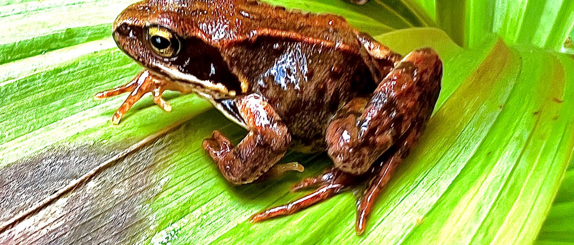 Roussette grenouille