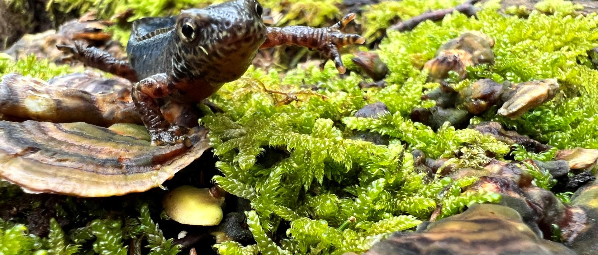 Triton alpestre