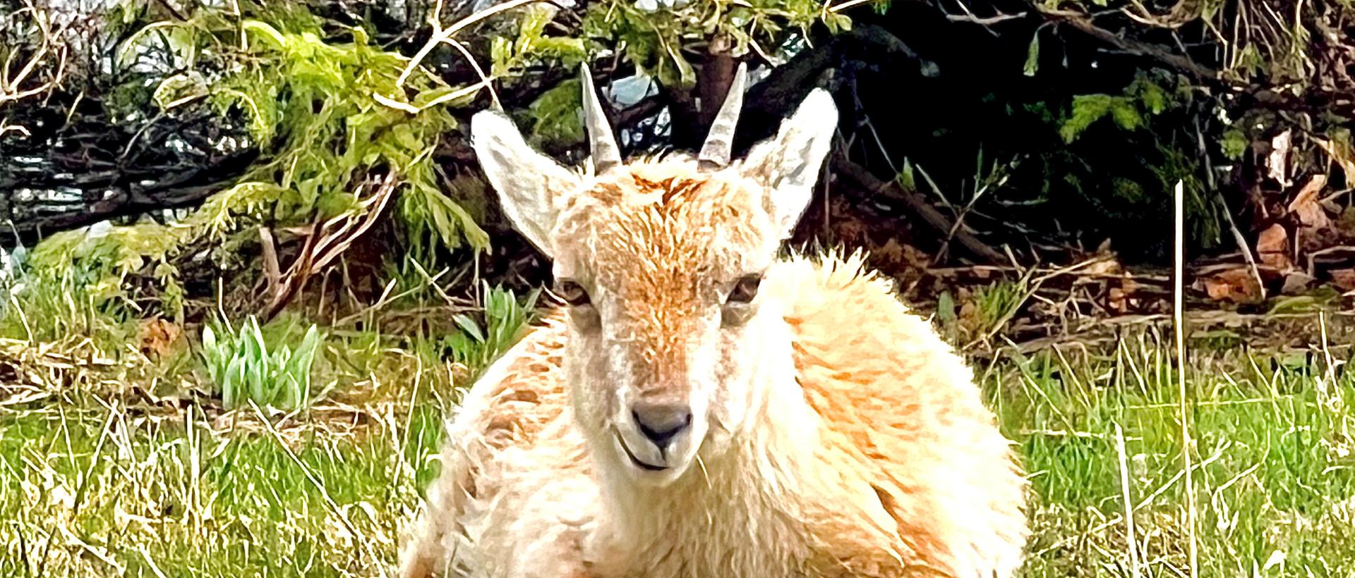 Jeune Bouquetin Creux du Van Hôtel les Cernets