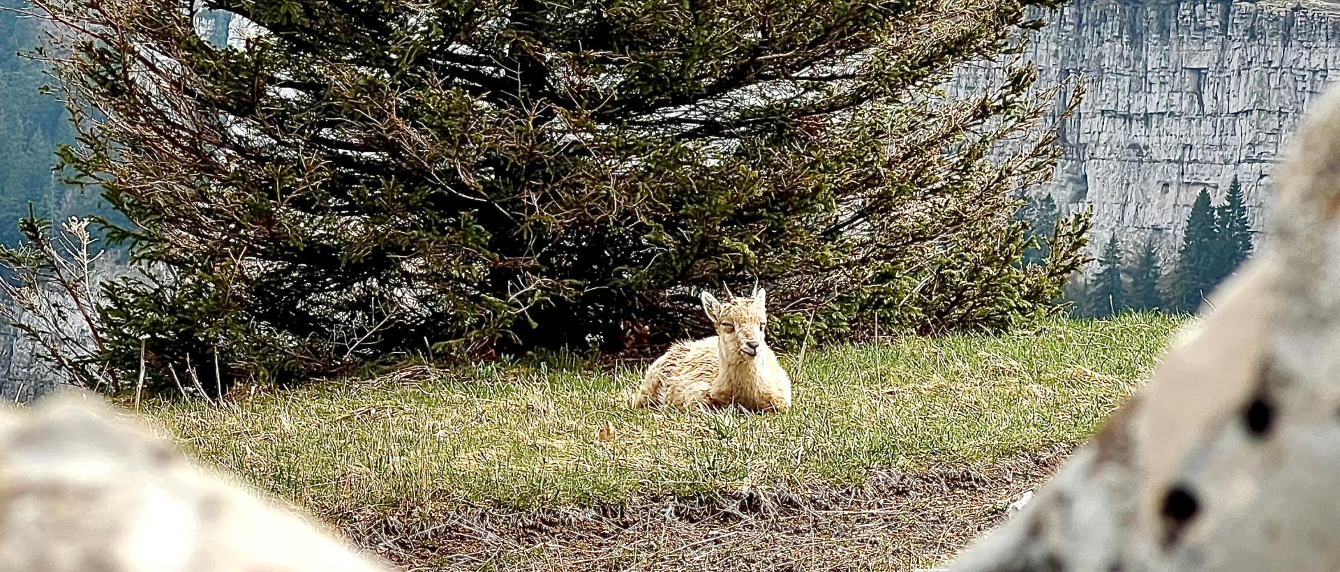 Cirque du Creux du Van Nature 
