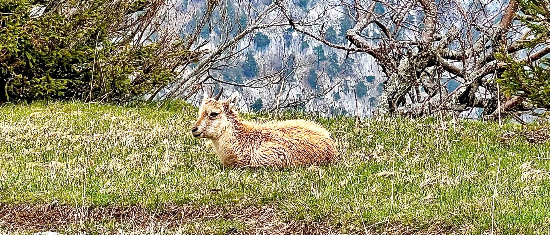 Jeune Bouquetin Creux du Van Hôtel les Cernets