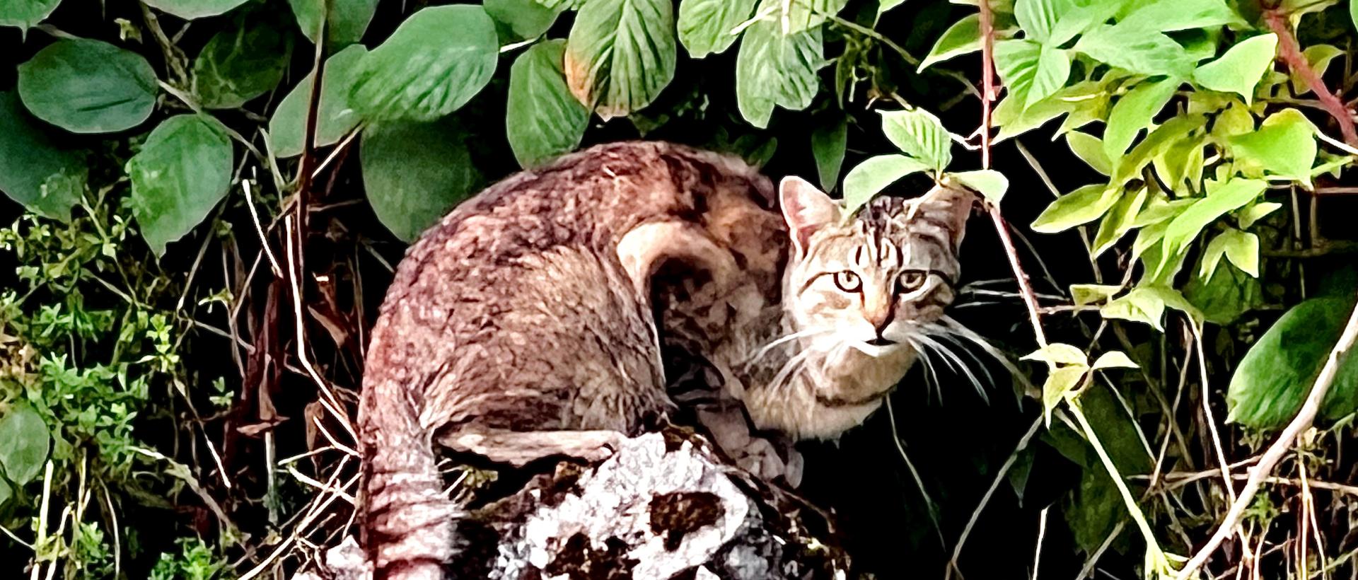 chat forestier étape gtj