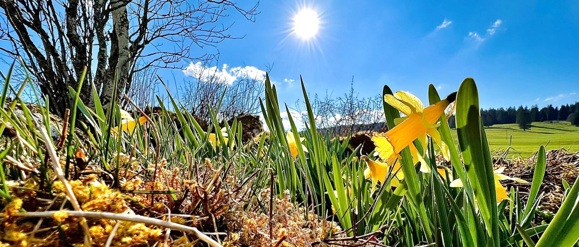 jonquilles fleurs printemps soleil 