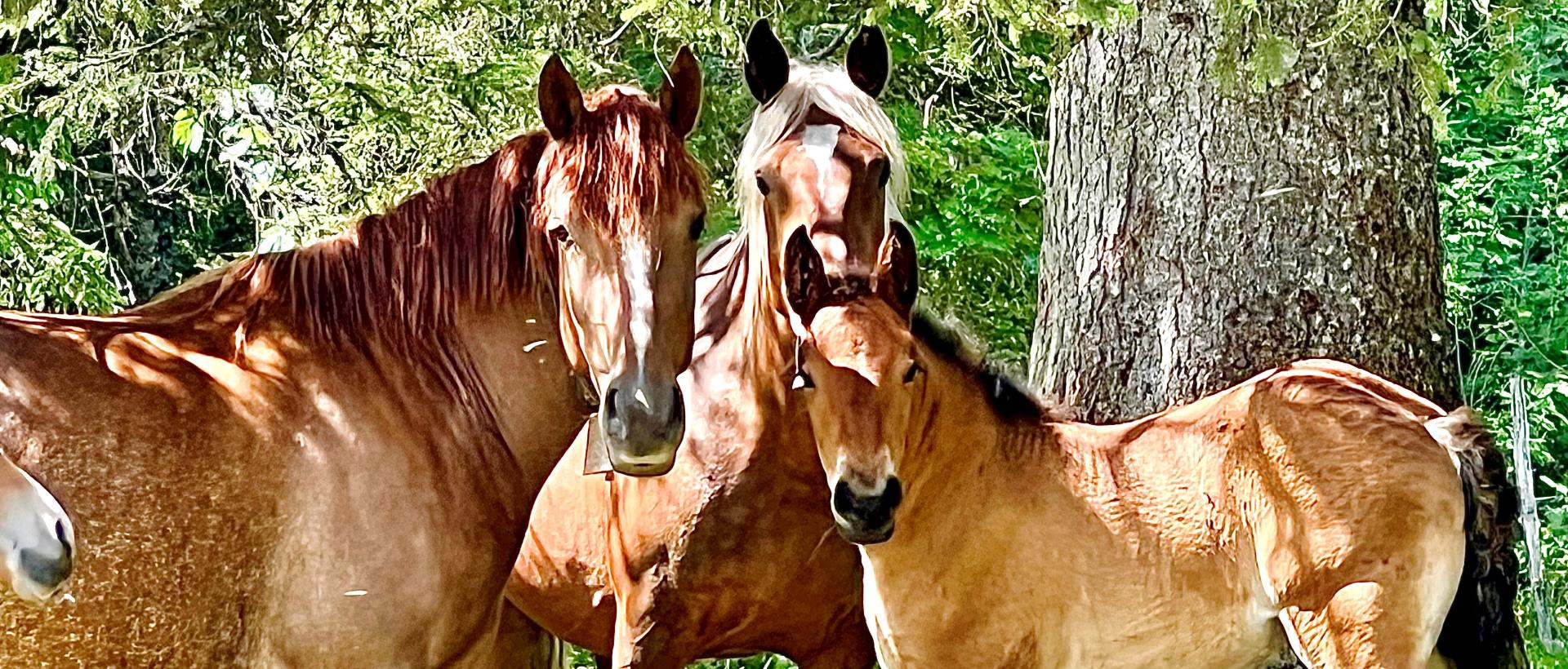 Chevaux sur étape gtj