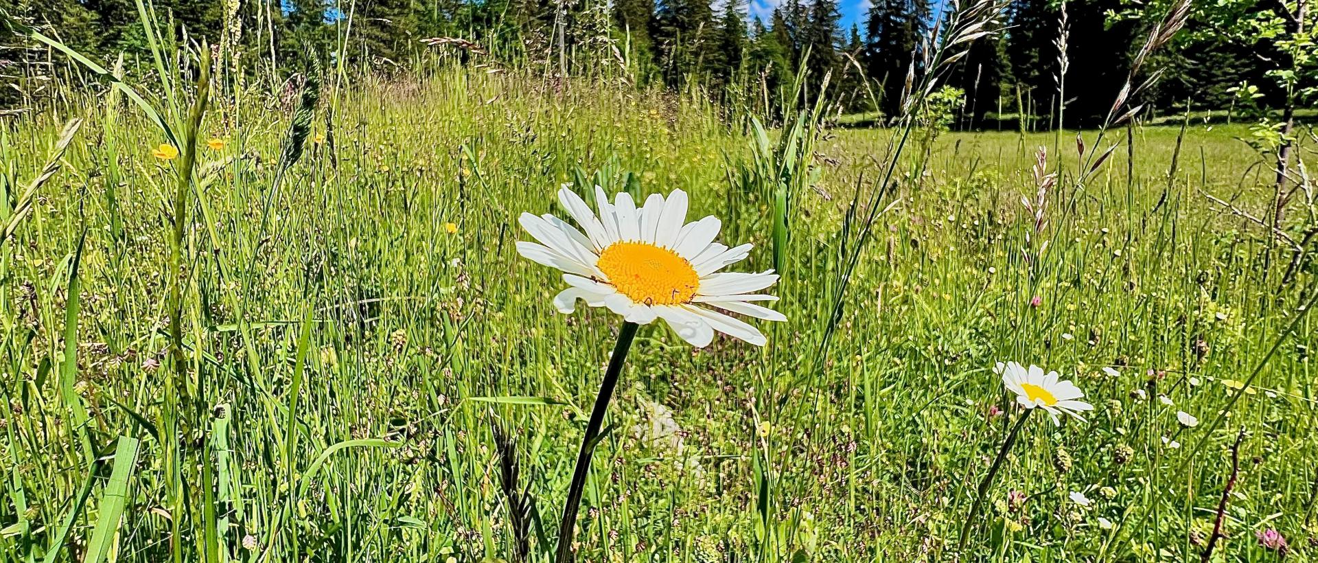 marguerite champs les cernets ete
