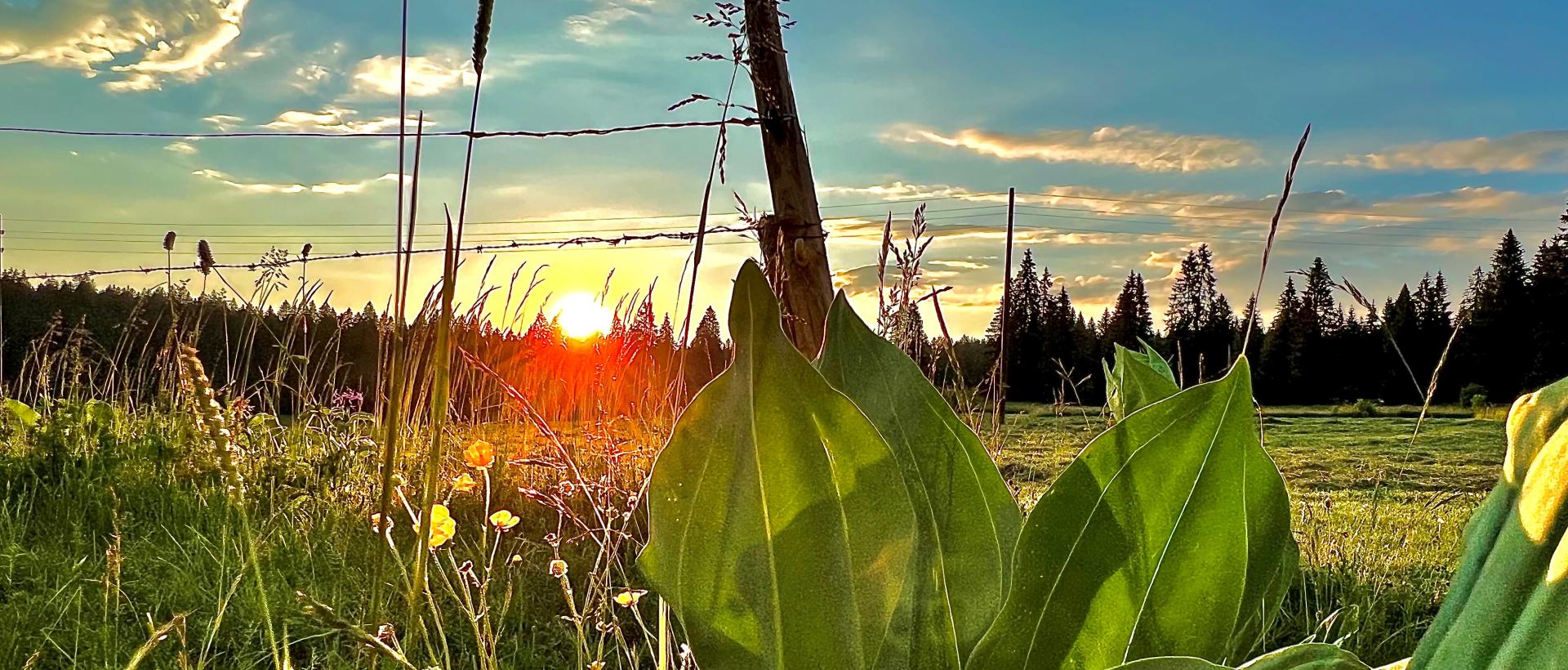 coucher de soleil nature champs fleurs les cernets val de travers