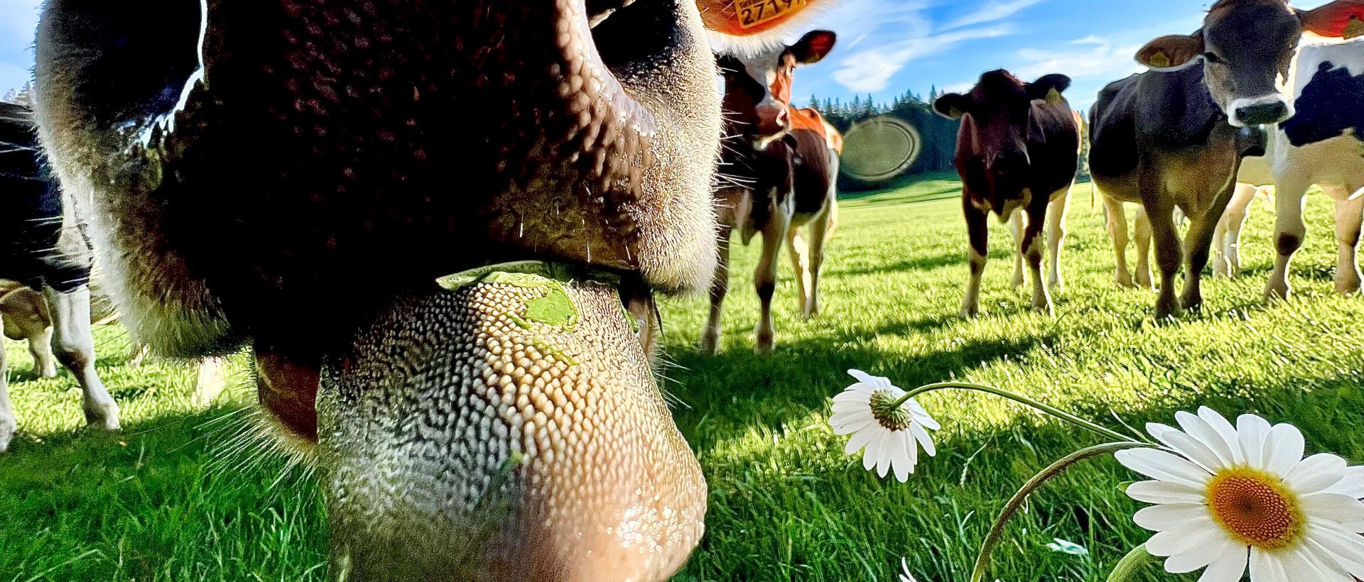 Naturellement accueillant Hôtel les Cernets