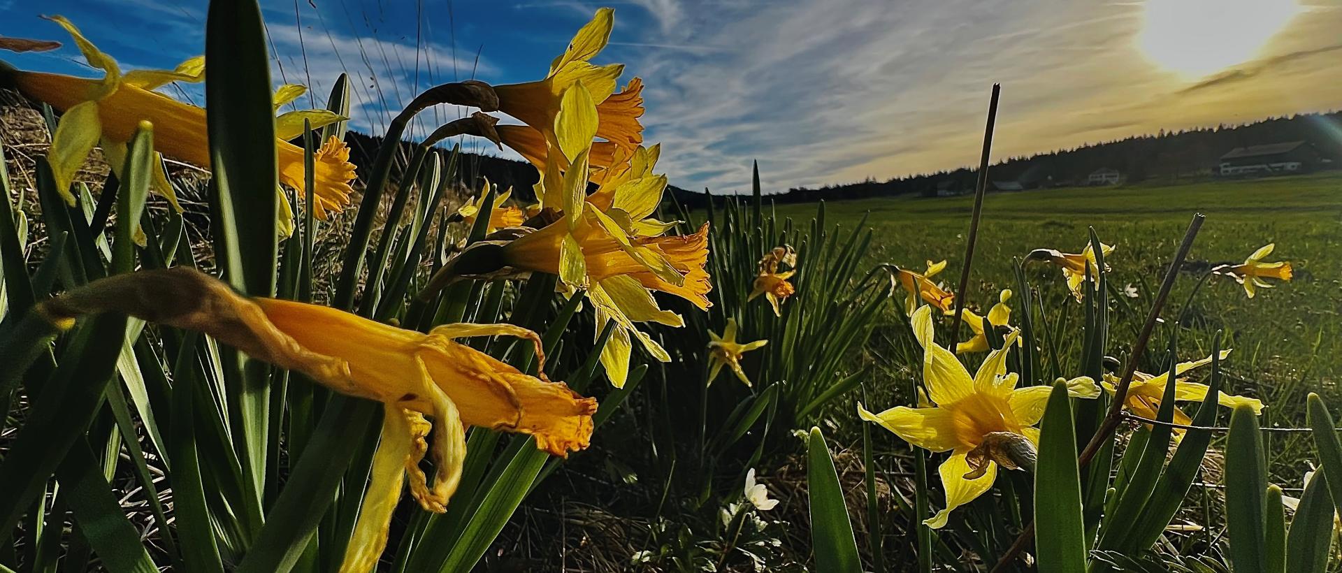 paysage jonquilles coucher de soleil