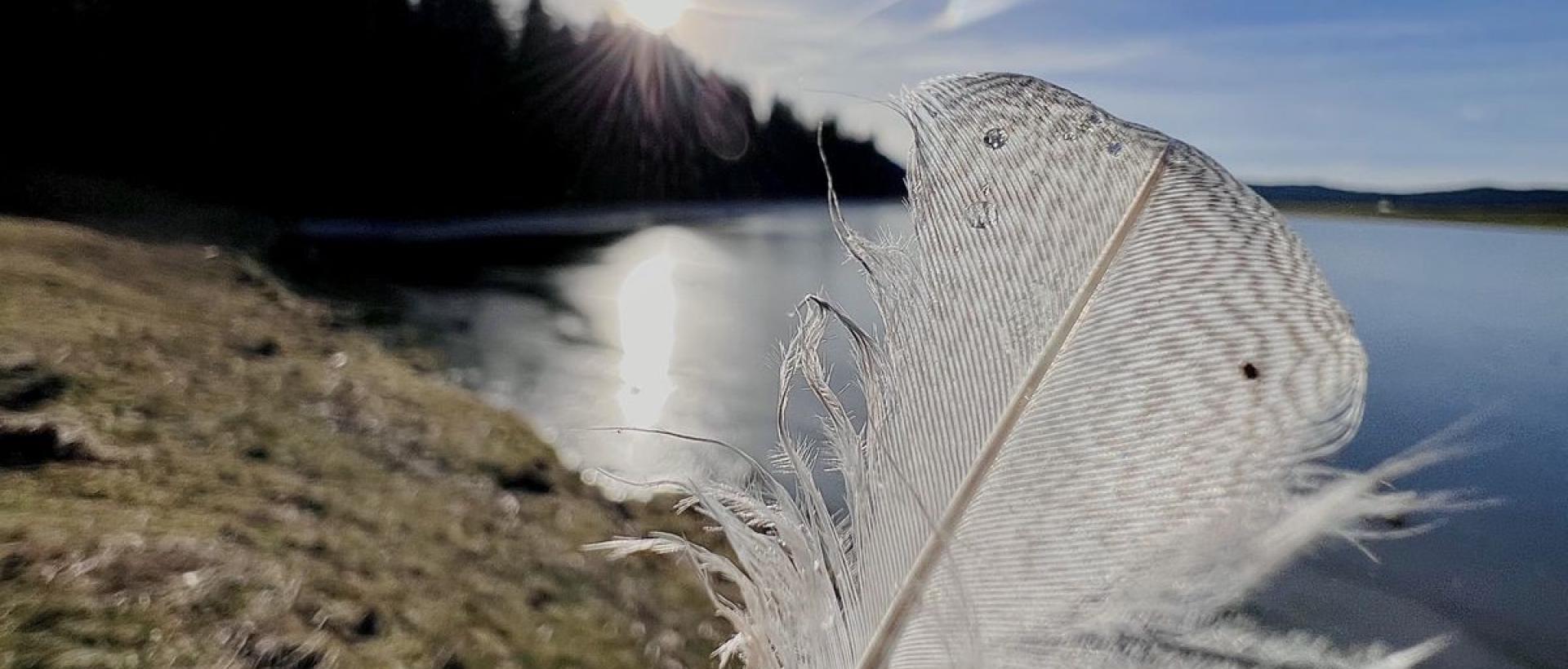 Plume au soleil au bord du lac des Taillères, ambiance nature et randonnée en famille Val de Travers