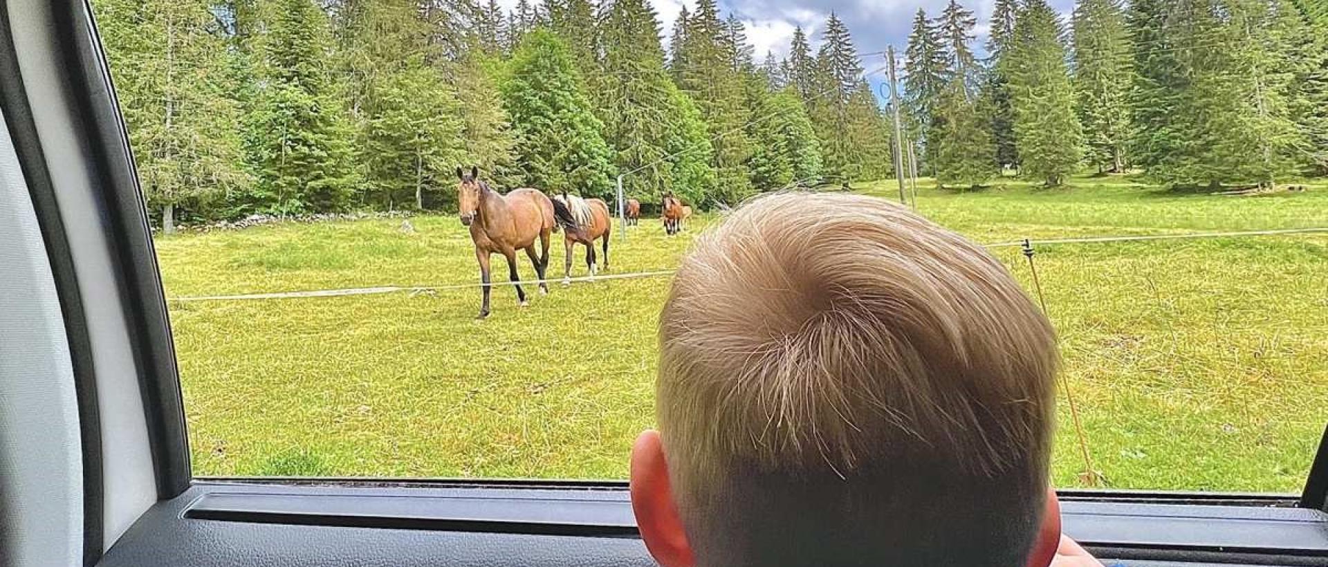 Pâturage animaux sauvages enfant randonnée famille Les Cernets