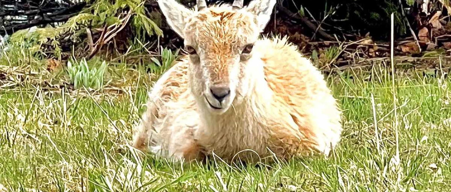 Jeune bouquetin observé au Creux du Van dans le Val-de-Travers Jura suisse