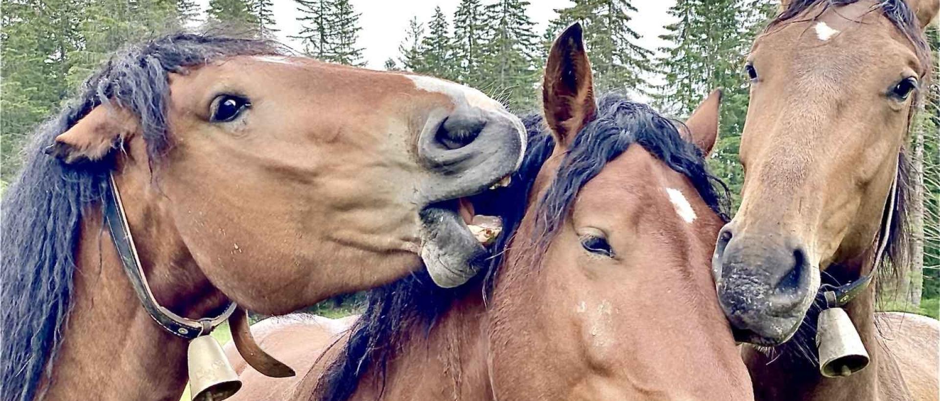 Chevaux dans les pâturages du Jura suisse au Val-de-Travers près des Cernets