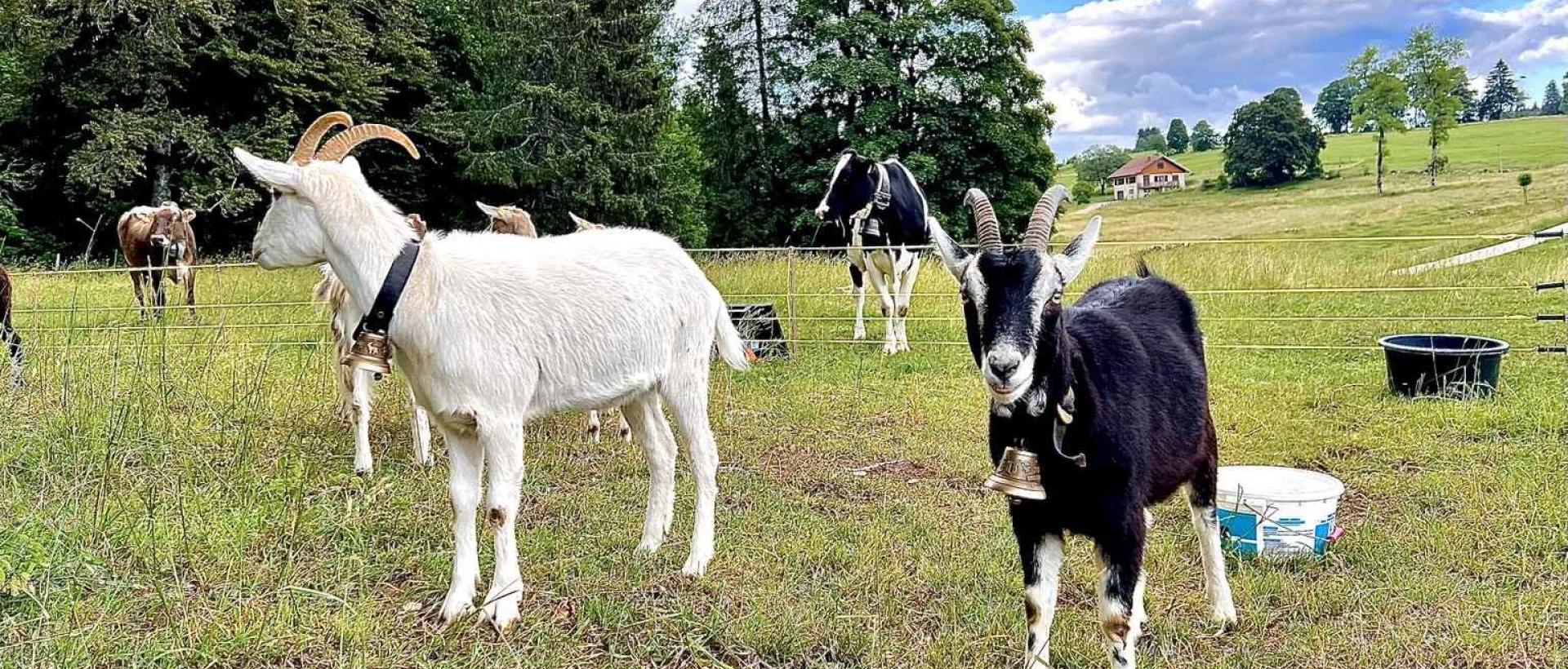 Chèvres Jura suisse Val de Travers Les Cernets famille
