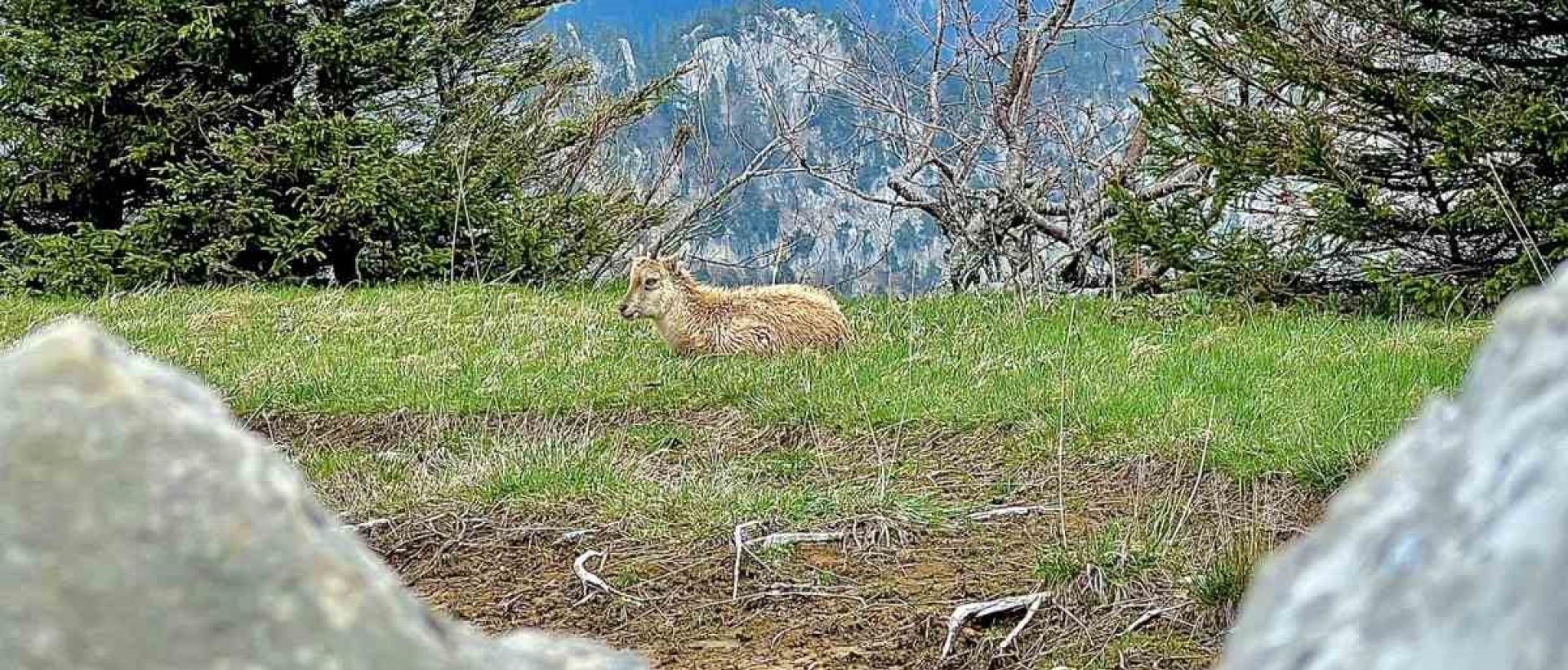 Vue Creux du Van avec jeune bouquetin en arrière plan dans le Jura suisse