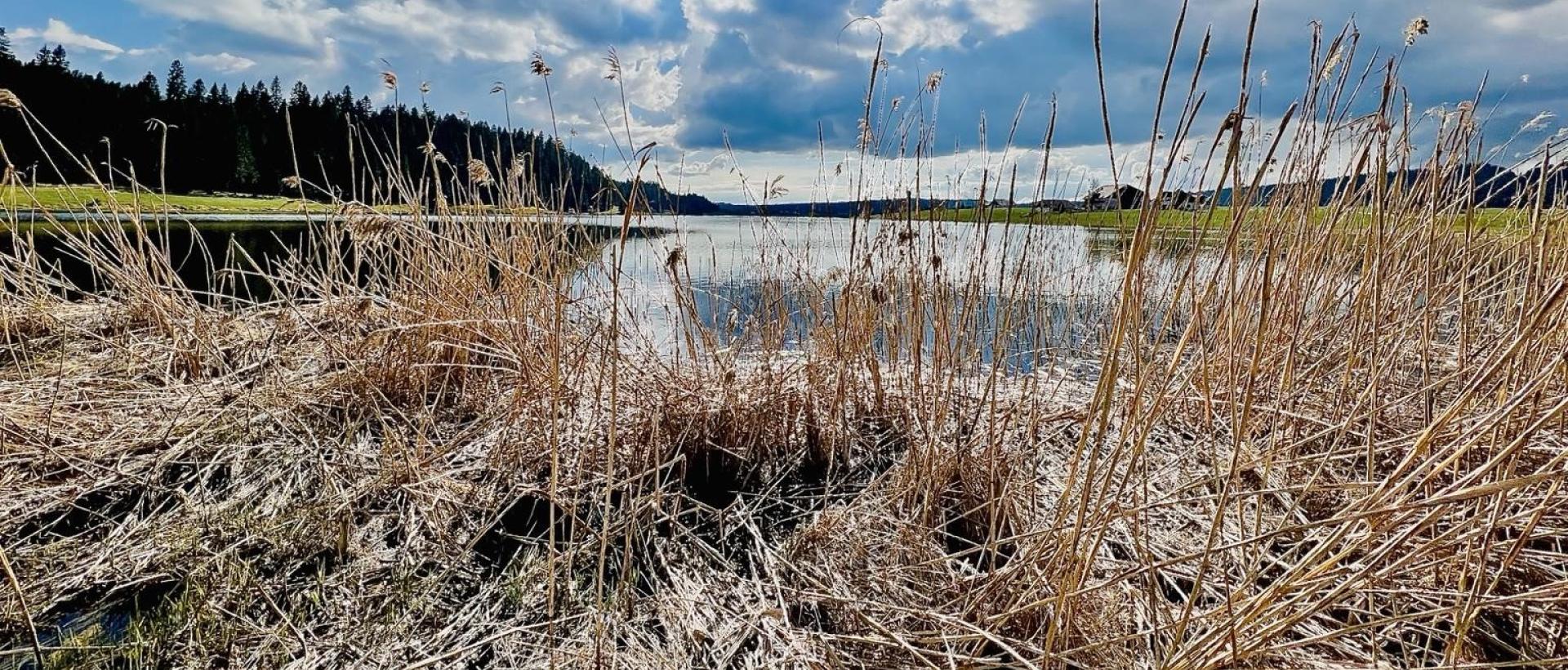 Roseaux au bord du lac des Taillères dans un paysage naturel du Val-de-Travers Jura suisse