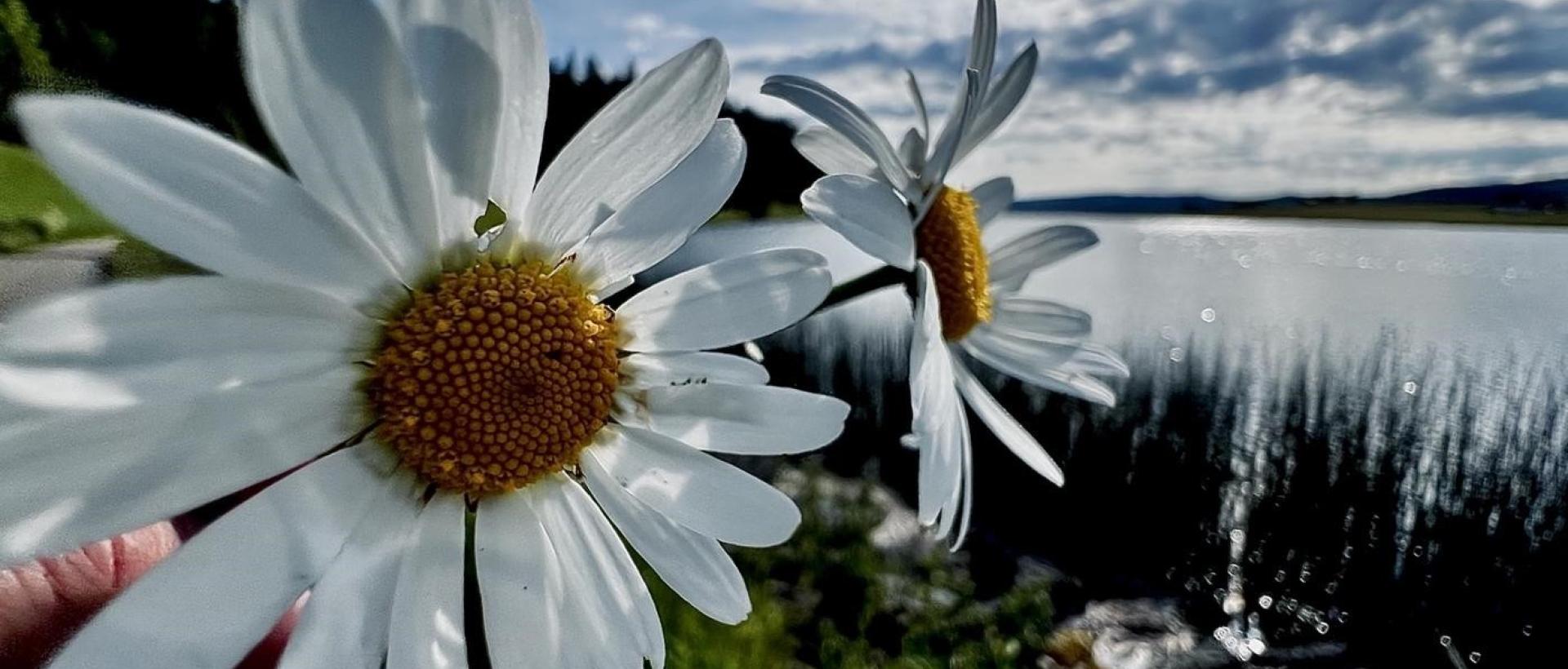 Marguerite face au lac des Taillères près des Cernets dans le Val de Travers