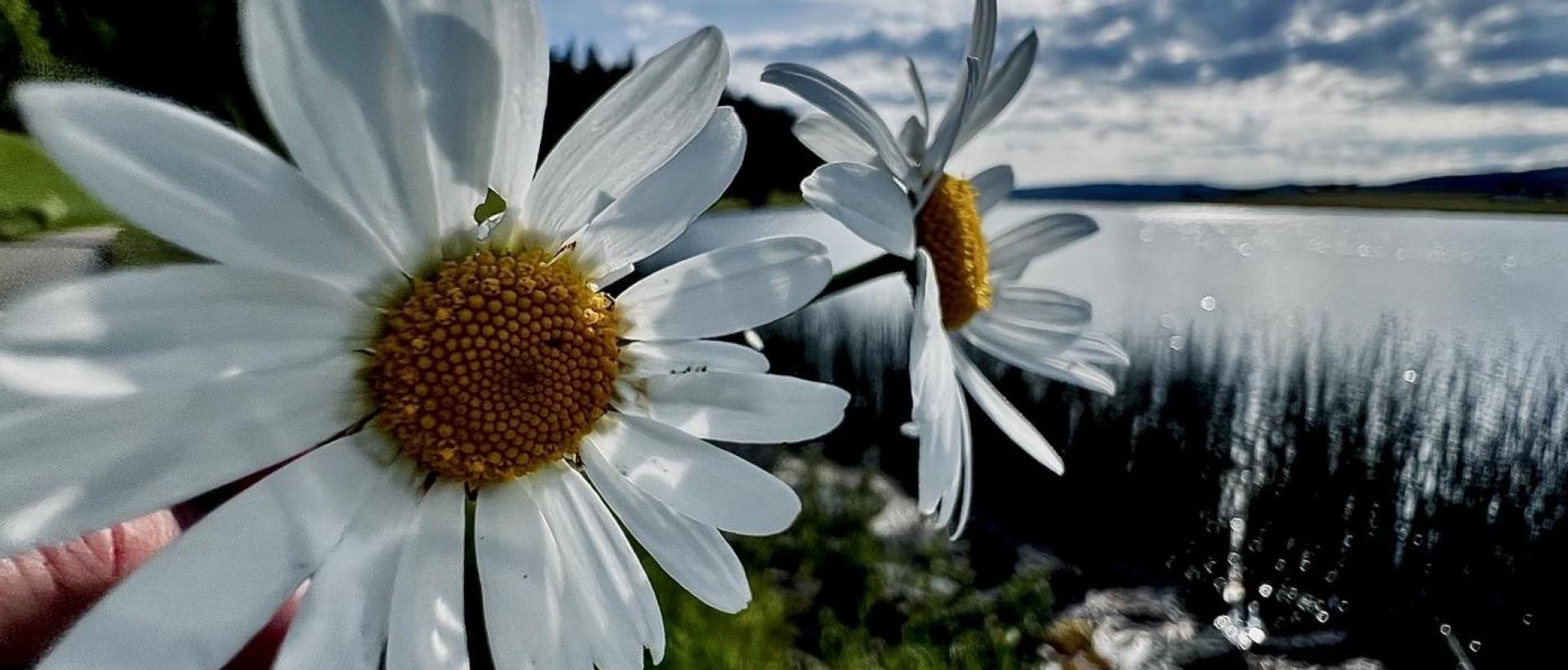 Marguerite face au lac des Taillères près des Cernets dans le Val de Travers