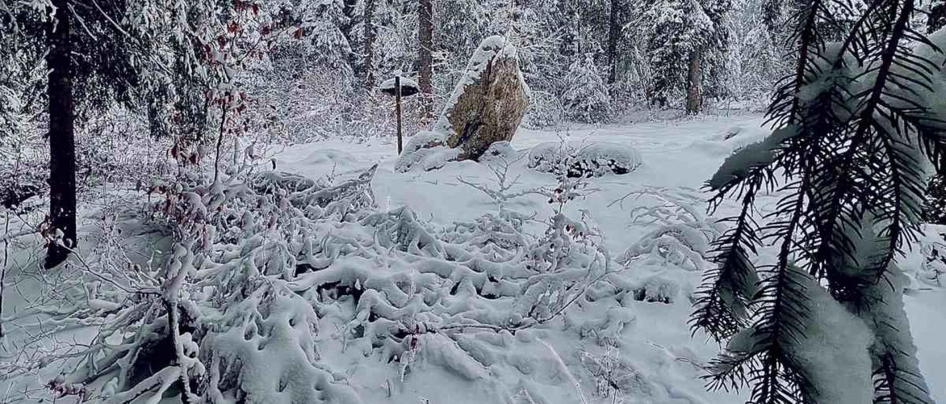 Menhir du Combasson dans la forêt des Cernets, Val-de-Travers en hiver dans le Jura suisse