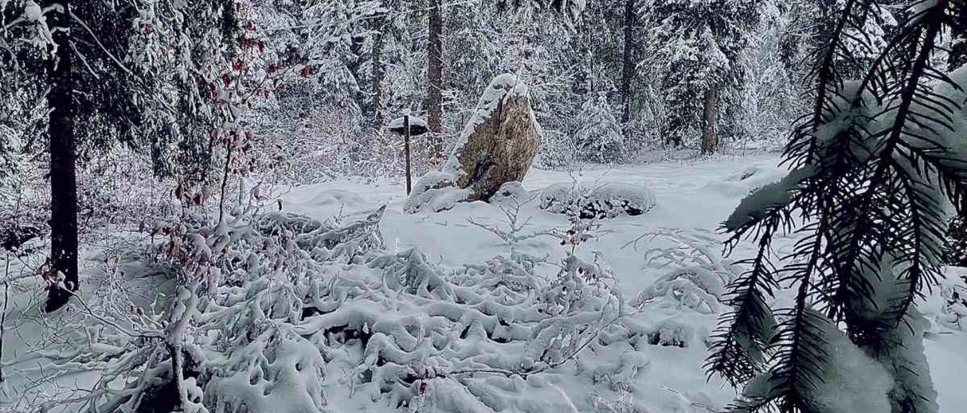 Forêt enneigée près du Menhir du Combasson aux Cernets dans le Val-de-Travers hiver