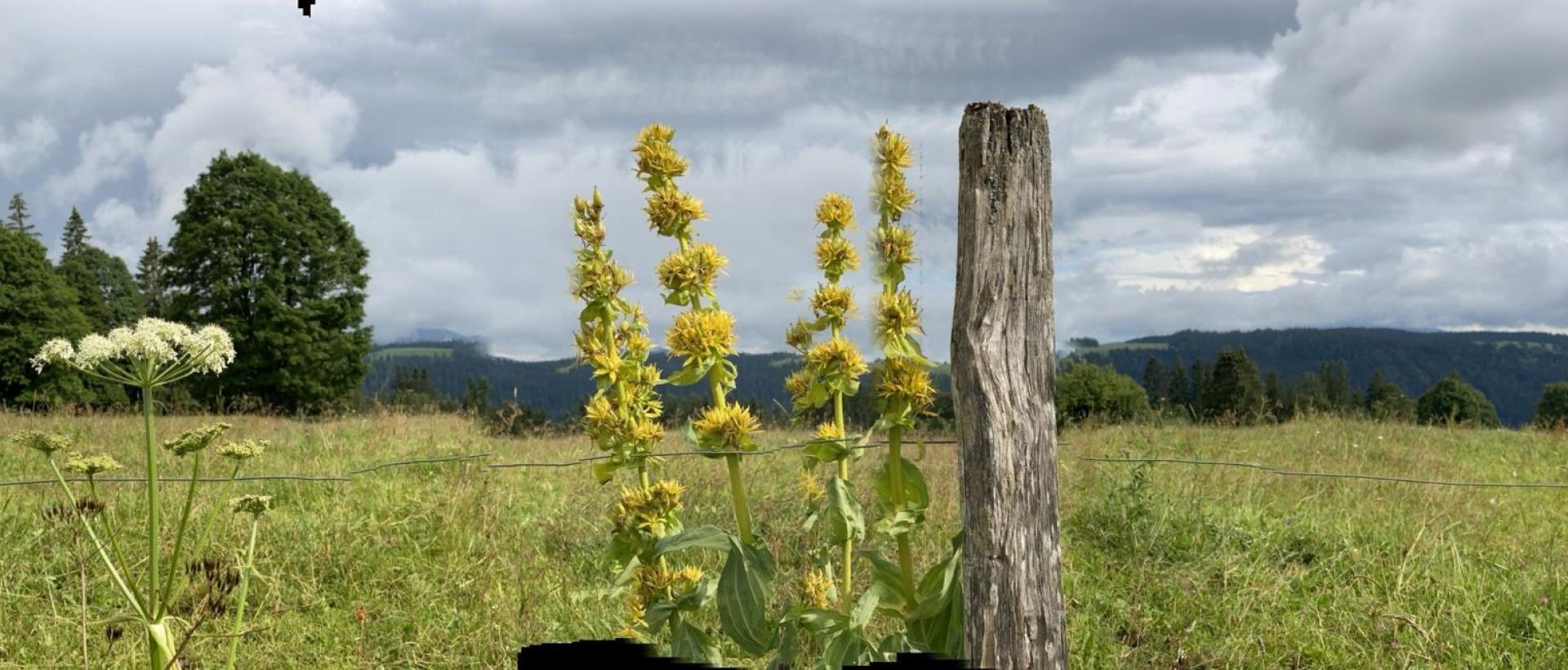 Prairie Jura suisse Val-de-Travers Les Cernets nature