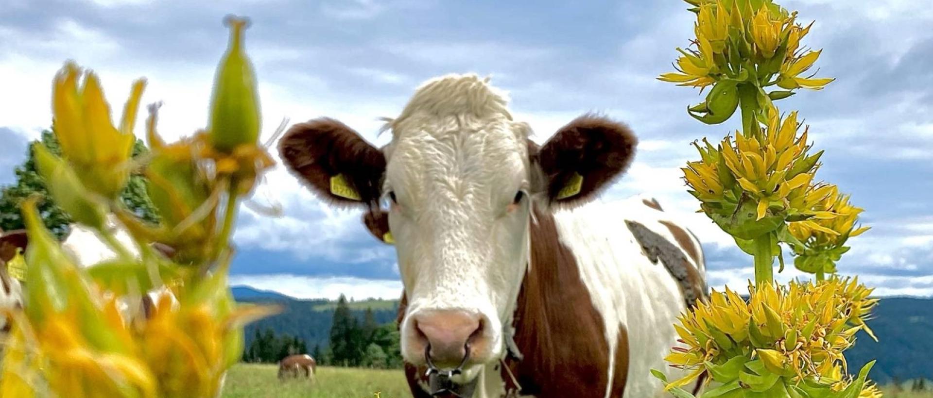 Vache pâturage Jura suisse nature Val de Travers Les Cernets