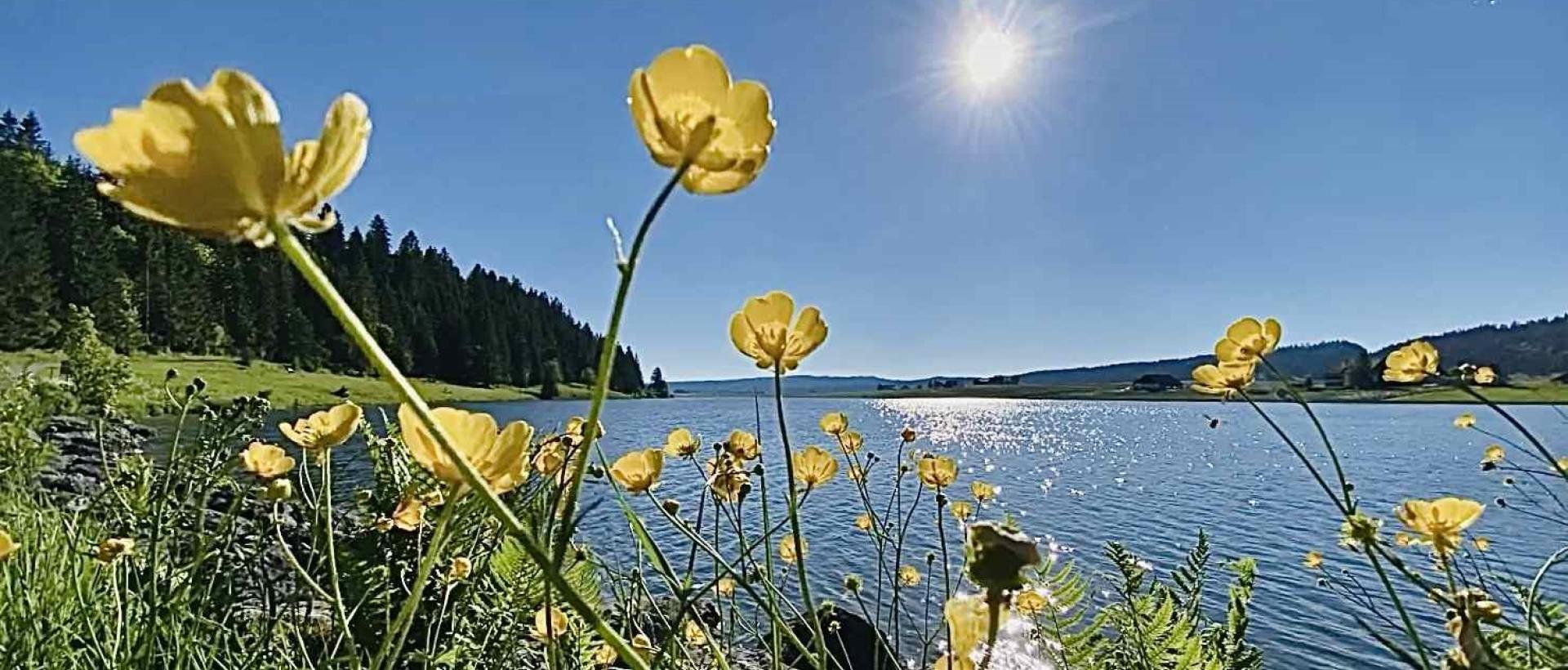 fleurs jaunes au bord du lac des Taillères en été dans le Val-de-Travers