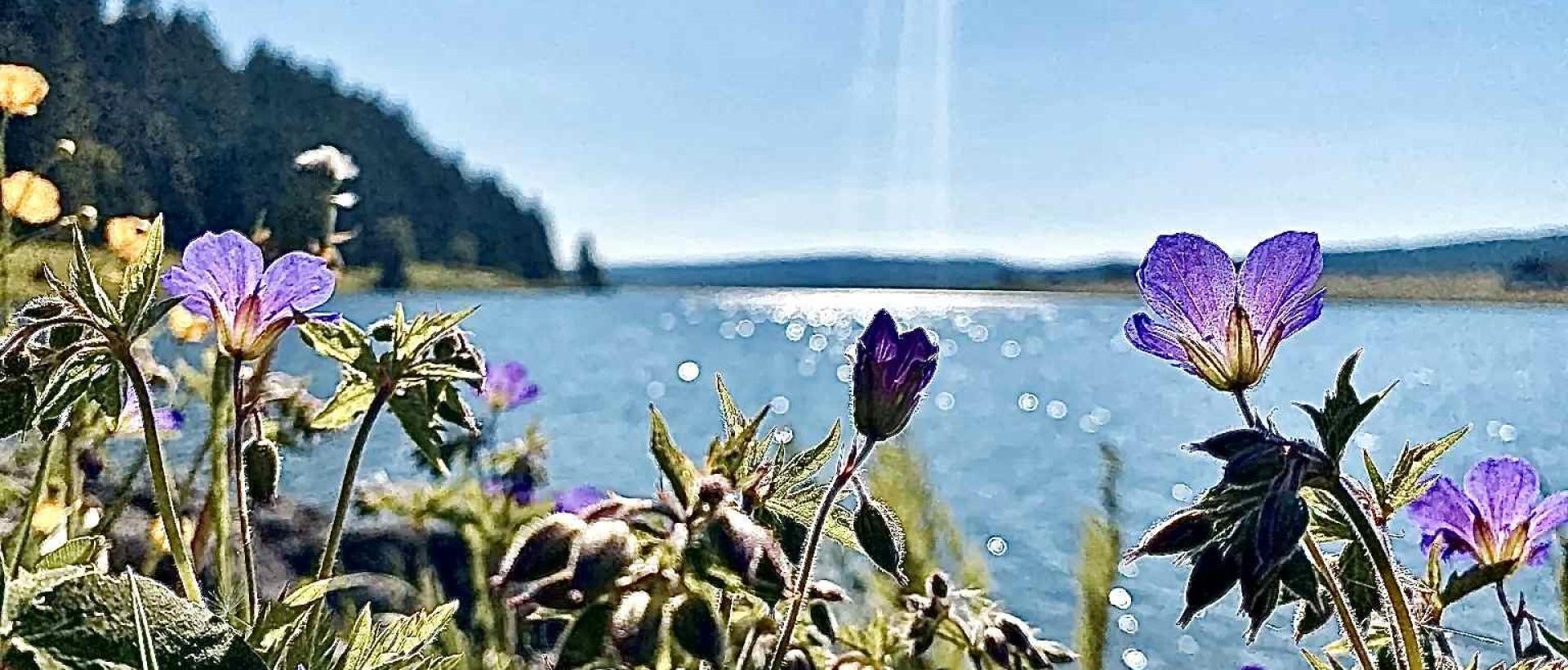 Fleurs sauvages violettes au bord du lac des Taillères dans le Jura neuchâtelois
