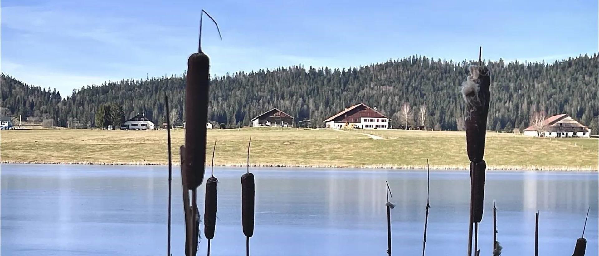 Roseaux au bord du lac des Taillères avec vue sur les fermes neuchâteloises au val de travers