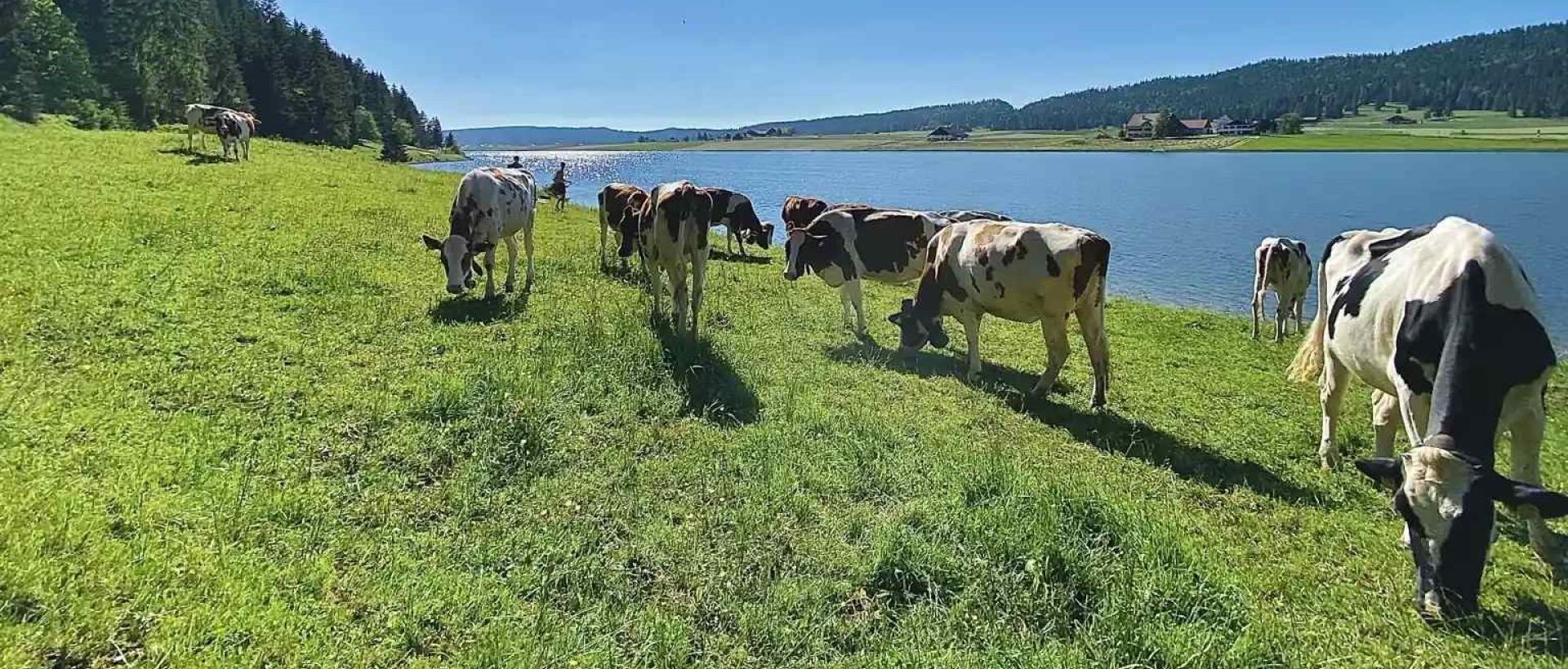 Vaches en pâturage au bord du Lac des Taillères en été dans le Val-de-Travers, Jura suisse