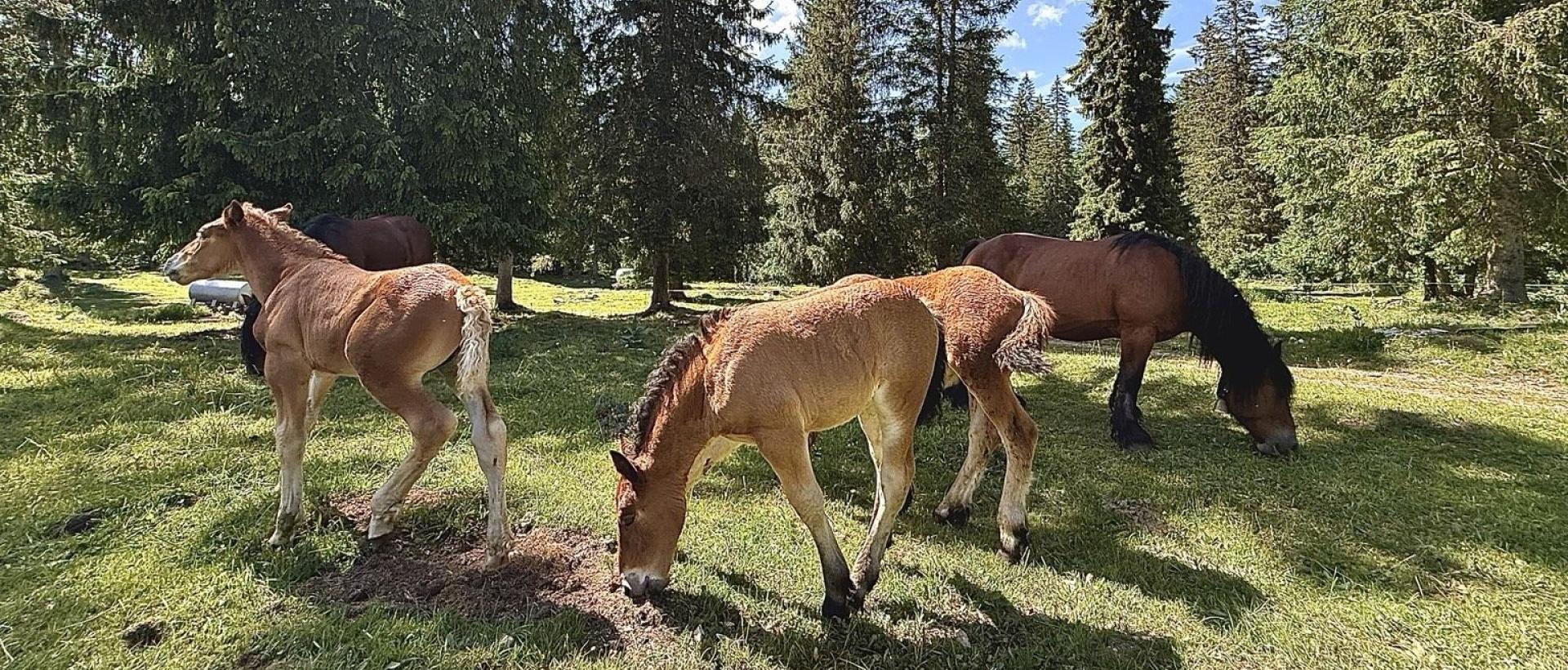 Chevaux et poulains dans les pâturages forestiers proche de l'Hôtel Restaurant Les Cernets