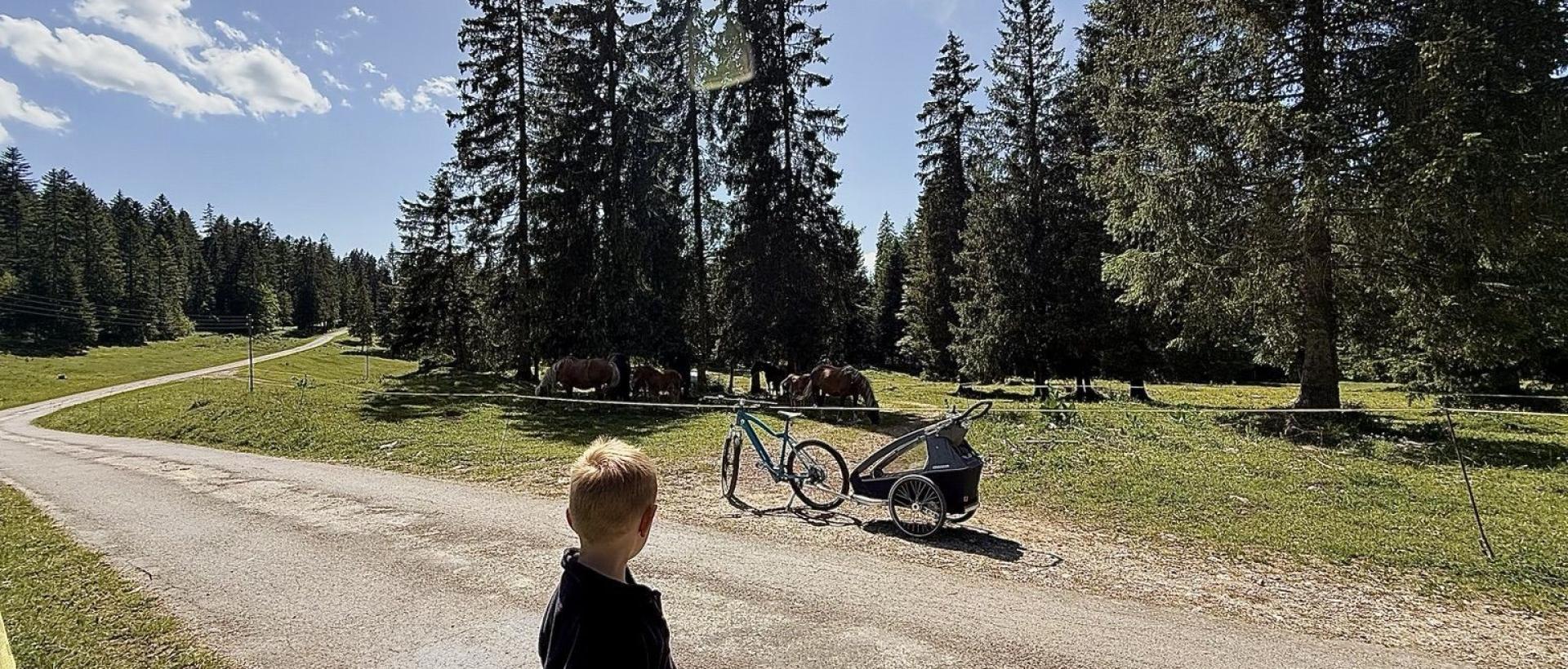 Enfant observant les chevaux et poulains dans les prairies des Cernets dans le Jura suisse