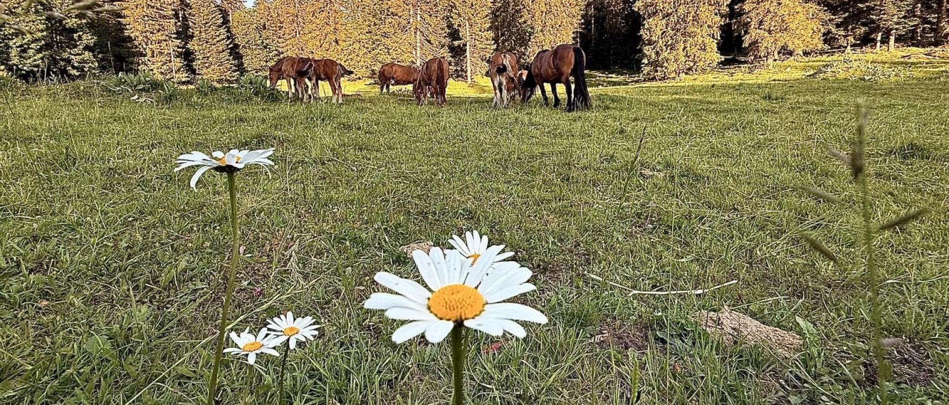 Prairie avec des marguerites des sapins et des chevaux et poulains dans le Val de Travers aux Cernets
