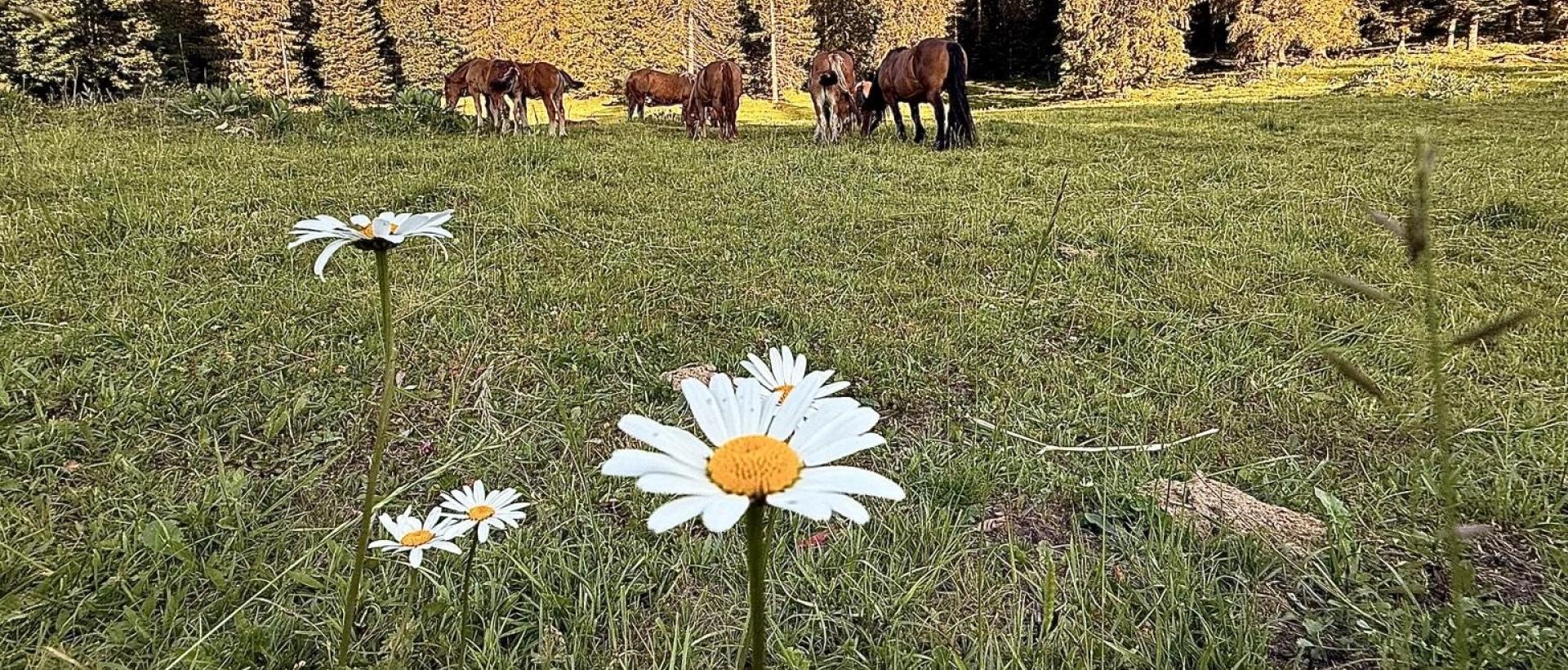 Prairie et marguerites dans le Jura suisse aux Cernets