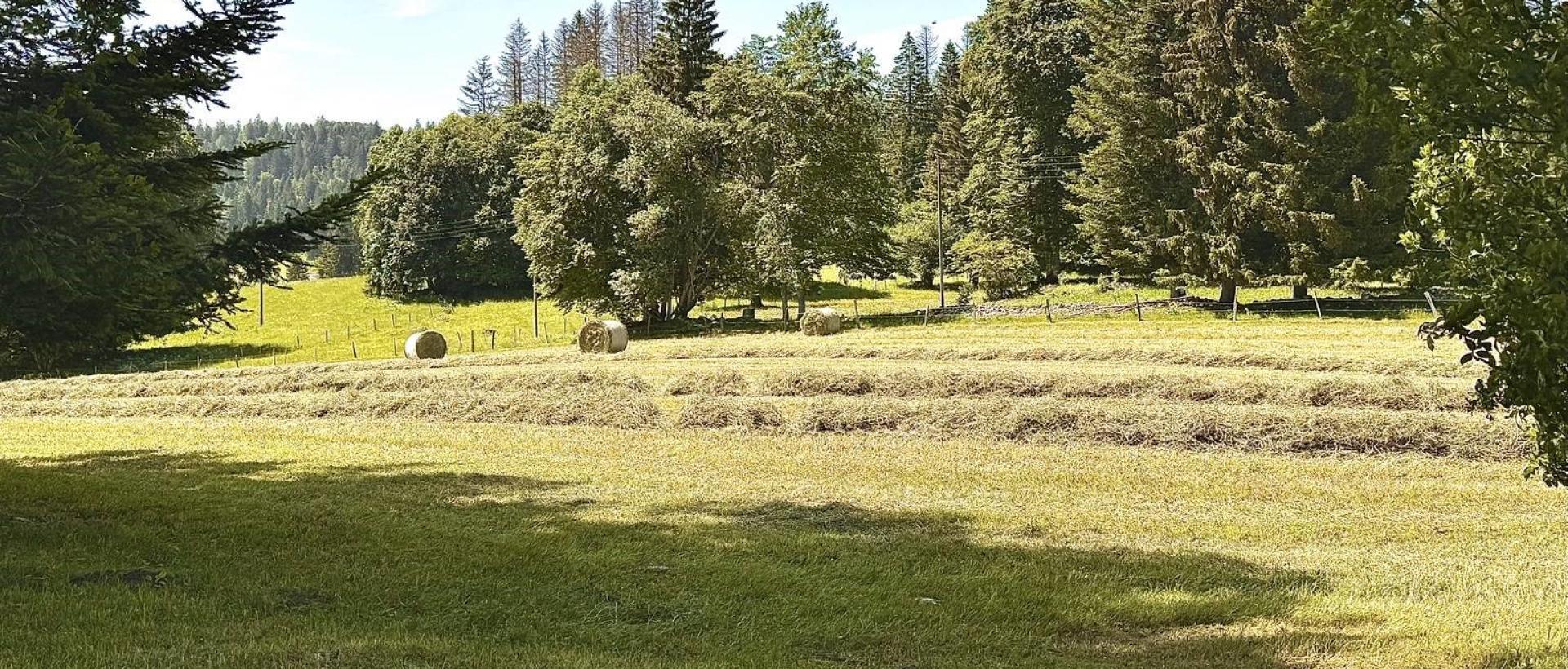 Prairie coupée récolte du foin en été aux Cernets