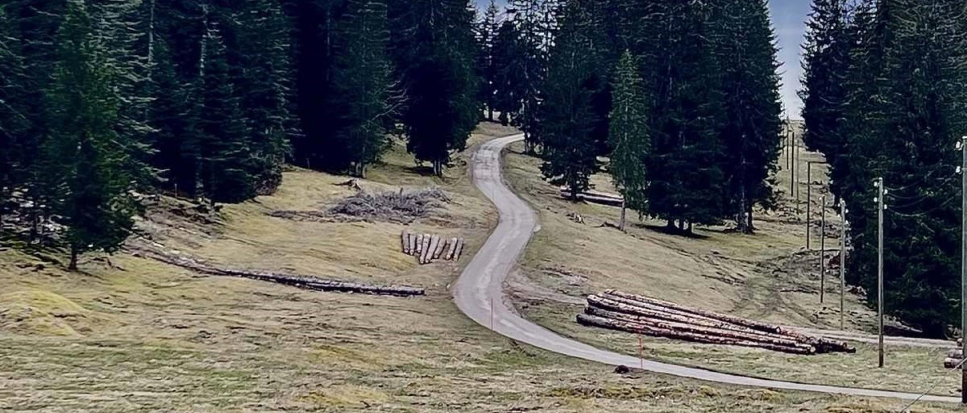 Roadtrip dans le Jura suisse, petite route de campagne au milieu des sapins et de la nature environnante