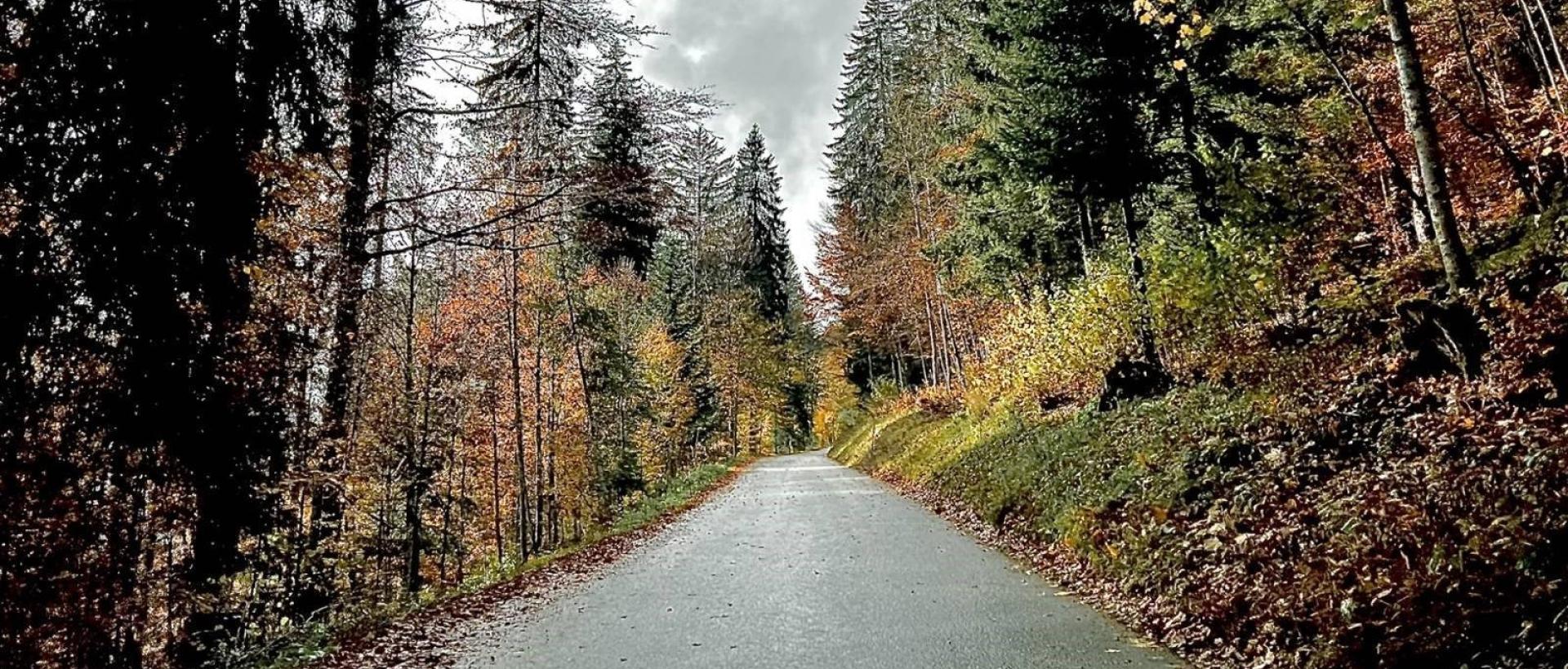 route panoramique sapins en automne hôtel Les Cernets au Val de Travers