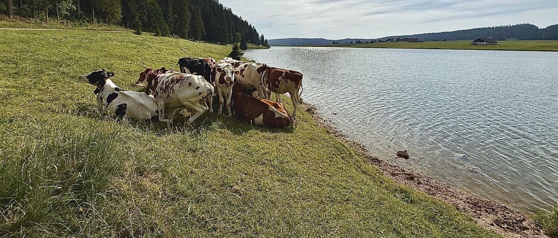 Vaches pâturant au bord du Lac des Taillères dans la vallée de la Brévine paysage emblématique du Jura neuchâtelois en Suisse