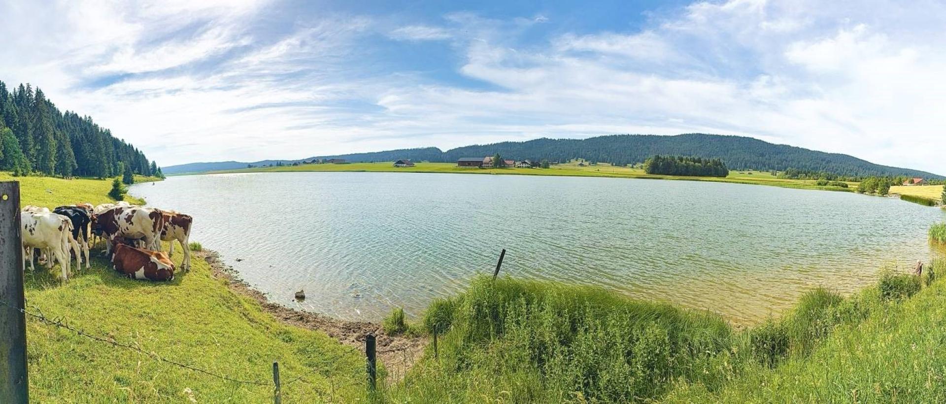 Vue panoramique du Lac des Taillères avec un troupeau de vaches broutant au bord