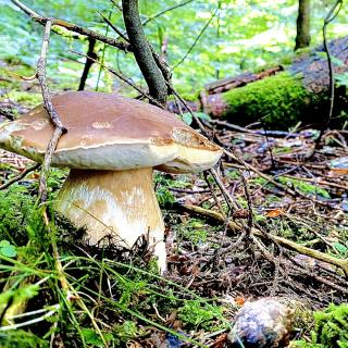 Nature Food