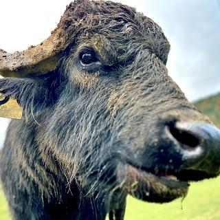 portrait bufflonne val de travers elevage suisse 