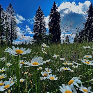 Paysage neuchatelois marguerites sapins