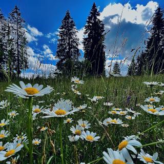 Paysage neuchatelois marguerites sapins