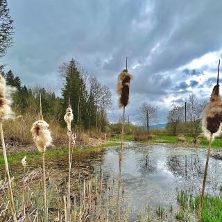 reserve-naturelle-couvet-etang.jpeg