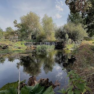 areuse nature arbre eau val-de-travers